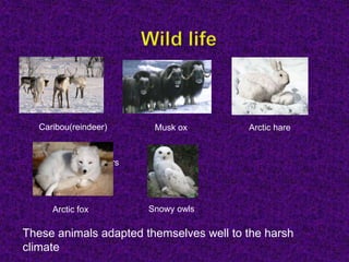 Caribou(reindeer)
Snowy owlsArctic fox
Arctic hareMusk ox
Polar bears
These animals adapted themselves well to the harsh
climate
 