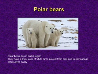 Polar bears live in arctic region
They have a thick layer of white fur to protect from cold and to camouflage
themselves easily
 