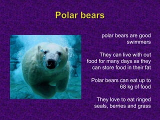 polar bears are good
swimmers
They can live with out
food for many days as they
can store food in their fat
Polar bears can eat up to
68 kg of food
They love to eat ringed
seals, berries and grass
 