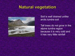 Soil is well drained unlike
arctic tundra soil
Tall trees do not grow in the
alpine tundra region
because it is very cold and
it has very little rainfall
 