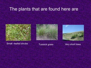 Small –leafed shrubs Very short treesTussock grass
The plants that are found here are
 