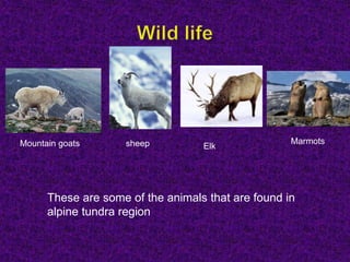 Mountain goats sheep Elk
Marmots
These are some of the animals that are found in
alpine tundra region
 