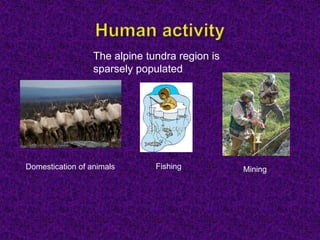 The alpine tundra region is
sparsely populated
Domestication of animals Fishing Mining
 