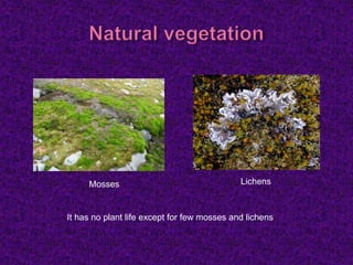 Mosses Lichens
It has no plant life except for few mosses and lichens
 
