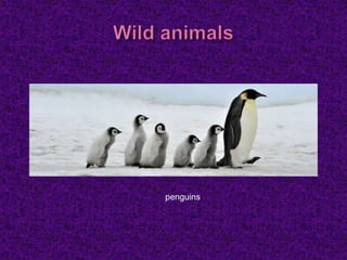 penguins
 