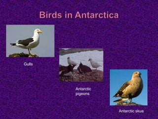 Gulls
Antarctic
pigeons
Antarctic skua
 