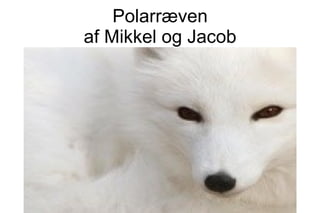 Polarræven af Mikkel og Jacob 