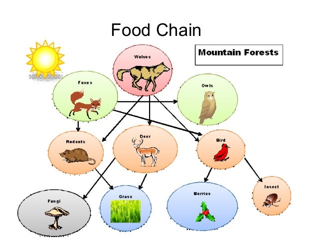 CONIFEROUS FOREST. 5è A