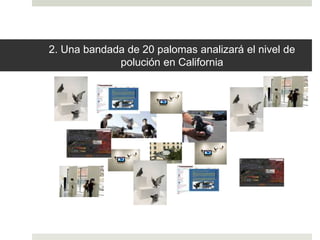2. Una bandada de 20 palomas analizará el nivel de
polución en California
 