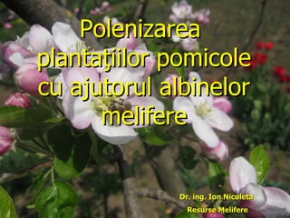 Polenizarea  planta ţiilor pomicole cu ajutorul albinelor melifere Dr. ing. Ion Nicoleta  Resurse Melifere 