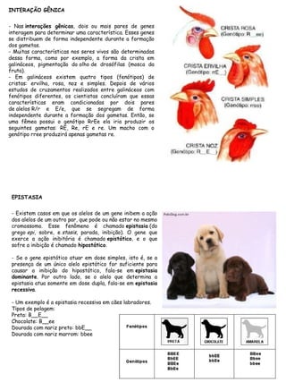 INTERAÇÃO GÊNICA
- Nas interações gênicas, dois ou mais pares de genes
interagem para determinar uma característica. Esses genes
se distribuem de forma independente durante a formação
dos gametas.
- Muitas características nos seres vivos são determinadas
dessa forma, como por exemplo, a forma da crista em
galináceos, pigmentação do olho de drosófilas (mosca da
fruta).
- Em galináceos existem quatro tipos (fenótipos) de
cristas: ervilha, rosa, noz e simples. Depois de vários
estudos de cruzamentos realizados entre galináceos com
fenótipos diferentes, os cientistas concluíram que essas
características eram condicionadas por dois pares
de alelos R/r e E/e, que se segregam de forma
independente durante a formação dos gametas. Então, se
uma fêmea possui o genótipo RrEe ela iria produzir os
seguintes gametas: RE, Re, rE e re. Um macho com o
genótipo rree produzirá apenas gametas re.
EPISTASIA
- Existem casos em que os alelos de um gene inibem a ação
dos alelos de um outro par, que pode ou não estar no mesmo
cromossomo. Esse fenômeno é chamado epistasia (do
grego epi, sobre, e stasis, parada, inibição). O gene que
exerce a ação inibitória é chamado epistático, e o que
sofre a inibição é chamado hipostático.
- Se o gene epistático atuar em dose simples, isto é, se a
presença de um único alelo epistático for suficiente para
causar a inibição do hipostático, fala-se em epistasia
dominante. Por outro lado, se o alelo que determina a
epistasia atua somente em dose dupla, fala-se em epistasia
recessiva.
- Um exemplo é a epistasia recessiva em cães labradores.
Tipos de pelagem:
Preta: B__E__
Chocolate: B__ee
Dourada com nariz preto: bbE__
Dourada com nariz marrom: bbee
 