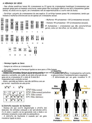 A HERANÇA DO SEXO
- Nas células somáticas temos 46 cromossomos ou 23 pares de cromossomos homólogos (cromossomos que
possuem genes para os mesmos caracteres, esses genes têm localização idêntica nos dois cromossomos (genes
alelos), na célula-ovo ou zigoto, um cromossomo vem do espermatozóide e o outro vem do óvulo).
- Cariótipo: conjunto de cromossomos de uma espécie. O cariótipo humano possui 46 cromossomos, sendo que
homens e mulheres diferenciam-se em apenas um cromossomo sexual.
- Herança Ligada ao Sexo:
- Sempre se refere ao cromossomo X.
- Só a mãe transmite as heranças ligadas ao sexo para o filho homem.
-Temos dois exemplos clássicos de heranças genéticas que vem no cromossomo X:
- Mulheres: 44 autossomos + XX (cromossomos sexuais).
- Homens: 44 autossomos + XY (cromossomos sexuais).
# Autossomos = cromossomos que dão características
gerais, como cor dos olhos, cor do cabelo, altura,...
c) Hemofilia:
- A pessoa não produz tromboplastina suficiente,
e essa proteína é fundamental para coagulação.
- É determinada por um gene recessivo h: Xh
.
a) Daltonismo:
- Consiste na dificuldade de percepção de tons verde,
amarelo e vermelho, em razão de um alelo alterado de um
gene em no cromossomo X: o alelo d. O alelo D é
responsável pela condição normal.
- Assim, uma mãe portadora, mas não daltônica com um
pai normal resultarão em uma prole:
b) Distrofia muscular de Duchenne:
- Doença em que ocorre degeneração e atrofia dos
músculos. Os sintomas começam a ser percebidos entre
2 e 6 anos; o quadro vai-se agravando com a idade e os
afetados raramente vivem além da adolescência.
- A distrofia de Duchenne é causada por um gene
recessivo ligado ao sexo.
 