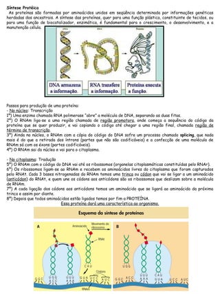 Síntese Protéica
As proteínas são formadas por aminoácidos unidos em seqüência determinada por informações genéticas
herdadas dos ancestrais. A síntese das proteínas, quer para uma função plástica, constituinte de tecidos, ou
para uma função de biocatalizador, enzimática, é fundamental para o crescimento, o desenvolvimento, e a
manutenção célula.
Passos para produção de uma proteína:
- No núcleo: Transcrição
1º) Uma enzima chamada RNA polimerase “abre” a molécula de DNA, separando as duas fitas.
2º) O RNAm liga-se a uma região chamada de região promotora, onde começa a sequência do código da
proteína que se quer produzir, e vai copiando o código até chegar a uma região final, chamada região de
término de transcrição.
3º) Ainda no núcleo, o RNAm com a cópia do código do DNA sofre um processo chamado splicing, que nada
mais é do que a retirada dos íntrons (partes que não são codificáveis) e a confecção de uma molécula de
RNAm só com os éxons (partes codificáveis).
4º) O RNAm sai do núcleo e vai para o citoplasma.
- No citoplasma: Tradução
5º) O RNAm com o código do DNA vai até os ribossomos (organelas citoplasmáticas constituídas pelo RNAr).
6º) Os ribossomos ligam-se ao RNAm e recebem os aminoácidos livres do citoplasma que foram capturados
pelo RNAt. Cada 3 bases nitrogenadas do RNAm temos uma trinca ou códon que vai se ligar a um aminoácido
(anticódon) do RNAt, e quem une os códons aos anticódons são os ribossomos que deslizam sobre a molécula
de RNAm.
7º) A cada ligação dos códons aos anticódons temos um aminoácido que se ligará ao aminoácido da próxima
trinca e assim por diante.
8º) Depois que todos aminoácidos estão ligados temos por fim a PROTEÍNA.
Essa proteína dará uma característica ao organismo.
 