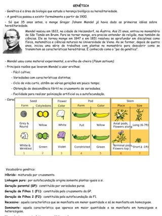 GENÉTICA
- Genética é a área da biologia que estuda a herança biológica ou hereditariedade.
- A genética passou a existir formalmente a partir de 1900.
- Só que 35 anos antes, o monge Gregor Johann Mendel já havia dado as primeiras idéias sobre
hereditariedade.
- Mendel usou como material experimental, a ervilha-de-cheiro (Pisum sativum).
- Principais razões que levaram Mendel a usar ervilhas:
- Fácil cultivo;
- Variedades com características distintas;
- Ciclo de vida curto, obtêm-se várias gerações em pouco tempo;
- Obtenção de descendência fértil no cruzamento de variedades;
- Facilidade para realizar polinização artificial ou a autofecundação.
- Características analisadas por Mendel:
Vocabulário genético:
Híbrido: misturado por cruzamento.
Linhagem pura: por autofecundação origina somente plantas iguais a si.
Geração parental (GP): constituída por variedades puras.
Geração de Filhos 1 (F1): constituída pelo cruzamento da GP.
Geração de Filhos 2 (F2): constituída pela autofecundação da F1.
Recessivo: aquela característica que se manifesta em menor quantidade e só se manifesta em homozigose.
Dominante: aquela característica que aparece em maior quantidade e se manifesta em homozigose e
heterozigose.
Mendel nasceu em 1822, na cidade de Heizandorf, na Áustria. Aos 21 anos, entrou no monastério
de São Tomás em Brunn. Para se tornar monge, era preciso entender de religião, mas também de
ciências. Ele se tornou monge em 1847 e em 1851 resolveu se aprofundar em disciplinas como
física, matemática e ciências naturais na Universidade de Viena. Ao se formar, depois de quatro
anos, iniciou uma série de trabalhos com plantas no monastério para descobrir como se
transmitem as características hereditárias. É conhecido como o “pai da genética”.
 