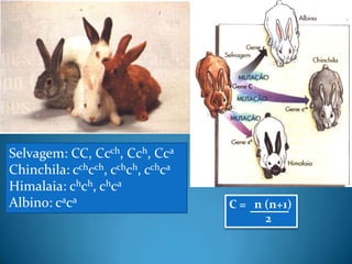 Selvagem: CC, Ccch, Cch, Cca
Chinchila: cchcch, cchch, cchca
Himalaia: chch, chca
Albino: caca
C = n (n+1)
2
 