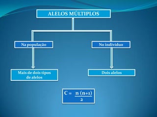ALELOS MÚLTIPLOS
Na população No indivíduo
Mais de dois tipos
de alelos
Dois alelos
C = n (n+1)
2
 
