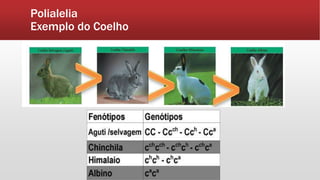 Polialelia
Exemplo do Coelho
 
