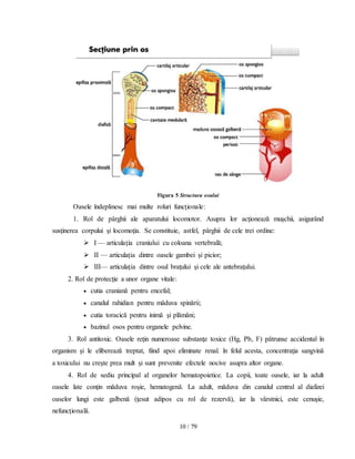 10 / 79
Figura 5 Structura osului
Oasele îndeplinesc mai multe roluri funcţionale:
1. Rol de pârghii ale aparatului locomotor. Asupra lor acţionează muşchii, asigurând
susţinerea corpului şi locomoţia. Se constituie, astfel, pârghii de cele trei ordine:
 I — articulaţia craniului cu coloana vertebrală;
 II — articulaţia dintre oasele gambei şi picior;
 III— articulaţia dintre osul braţului şi cele ale antebraţului.
2. Rol de protecţie a unor organe vitale:
 cutia craniană pentru encefal;
 canalul rahidian pentru măduva spinării;
 cutia toracică pentru inimă şi plămâni;
 bazinul osos pentru organele pelvine.
3. Rol antitoxic. Oasele reţin numeroase substanţe toxice (Hg, Pb, F) pătrunse accidental în
organism şi le eliberează treptat, fiind apoi eliminate renal. în felul acesta, concentraţia sangvină
a toxicului nu creşte prea mult şi sunt prevenite efectele nocive asupra altor organe.
4. Rol de sediu principal al organelor hematopoietice. La copii, toate oasele, iar la adult
oasele late conţin măduva roşie, hematogenă. La adult, măduva din canalul central al diafizei
oaselor lungi este galbenă (ţesut adipos cu rol de rezervă), iar la vârstnici, este cenuşie,
nefuncţională.
 