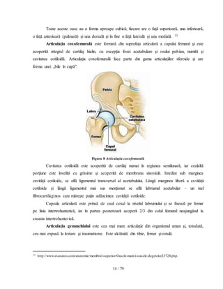 14 / 79
Toate aceste oase au o forma aproape cubică; fiecare are o faţă superioară, una inferioară,
o faţă anterioară (palmară) şi una dorsală şi în fine o faţă laterală şi una medială. 13
Articulaţia coxofemurală este formată din suprafaţa articulară a capului femural şi este
acoperită integral de cartilaj hialin, cu excepţia fosei acetabulare şi osului pelvian, numită și
cavitatea cotiloidă. Articulaţia coxofemurală face parte din gama articulaţiilor sferoide și are
forma unei „bile în cupă”.
Figura 8 Articulaţia coxofemurală
Cavitatea cotiloidă este acoperită de cartilaj numai în regiunea semilunară, iar cealaltă
porţiune este învelită cu grăsime şi acoperită de membrana sinovială. Imediat sub marginea
cavităţii cotiloide, se află ligamentul transversal al acetabulului. Lângă marginea liberă a cavităţii
cotiloide şi lângă ligamentul mai sus menţionat se află labrumul acetabular – un inel
fibrocartilaginos care măreşte puţin adâncimea cavităţii cotiloide.
Capsula articulară este prinsă de osul coxal la nivelul labrumului și se fixează pe femur
pe linia intertrohanterică, iar în partea posterioară acoperă 2/3 din colul femural neajungând la
creasta intertrohanterică.
Articulaţia genunchiului este cea mai mare articulaţie din organismul uman şi, totodată,
cea mai expusă la leziuni şi traumatisme. Este alcătuită din tibie, femur şi rotulă.
13 http://www.esanatos.com/anatomie/membrul-superior/Oasele-mainii-oasele-degetelor23728.php.
 