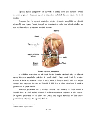 15 / 79
Suprafaţa fiecărei componente este acoperită cu cartilaj hialinic care atenuează sarcinile
mecanice şi permite alunecarea uşoară a articulaţiilor, reducând frecarea excesivă în timpul
mişcării.
Genunchiul intră în categoria articulaţiilor mobile. Articulaţia genunchiului este alcătuită
din condilii uşor concavi (partea îngroşată sau proeminentă a osului care asigură articularea cu
osul învecinat) ai tibiei şi suprafaţa articulară a rotulei.
Figura 9 Articulaţia genunchiului
În articulaţia genunchiului se află două discuri, denumite meniscuri, care se utilizează
pentru integrarea suprafeţelor articulare în timpul mişcării. Există două tipuri de meniscuri
(cartilaje în formă de semilună): medial şi lateral. Rolul de bază al acestora este de a asigura
aderenţa între suprafeţele articulare ale femurului şi tibiei şi de a asigura capacitatea de rotaţie a
genunchiului în poziţie îndoită.
Articulaţia genunchiului este o articulaţie complexă care răspunde de funcţia motorie a
corpului uman, de aceea rezerva acesteia de lichid sinovial trebuie completată în mod constant.
În regiunea genunchiului se află câţiva saci (burse) care asigură furnizarea de lichid sinovial
pentru această articulaţie, dar şi pentru altele. 14
14 http://b-luron.ro/joints/elbow/.
 
