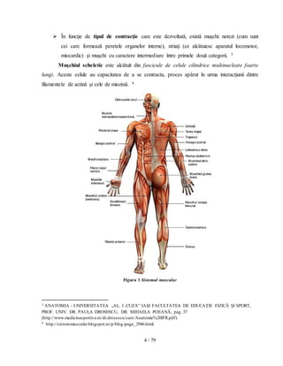 4 / 79
 În funcţie de tipul de contracţie care este dezvoltată, există muşchi: netezi (cum sunt
cei care formează peretele organelor interne), striaţi (ce alcătuiesc aparatul locomotor,
miocardic) şi muşchi cu caractere intermediare între primele două categorii. 3
Muşchiul scheletic este alcătuit din fascicule de celule cilindrice multinucleate foarte
lungi. Aceste celule au capacitatea de a se contracta, proces apărut ȋn urma interacţiunii dintre
filamentele de actină şi cele de miozină. 4
Figura 1 Sistemul muscular
3 ANATOMIA - UNIVERSITATEA „AL. I .CUZA” IAȘI FACULTATEA DE EDUCAȚIE FIZICĂ ȘI SPORT,
PROF. UNIV. DR. PAULA DROSESCU, DR: MIHAELA POEANĂ, pag. 37
(http://www.medicinasportiva.ro/dr.drosescu/curs/Anatomie%20IFR.pdf).
4 http://sistem-muscular.blogspot.ro/p/blog-page_2946.html.
 