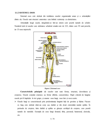 5 / 79
I.1.2 SISTEMUL OSOS
Sistemul osos este alcătuit din totalitatea oaselor organismului uman şi a articulaţiilor
dintre ele. Oasele sunt structuri anatomice care îmbină rezistenţa cu elasticitatea.
Articulaţiile leagă oasele, integrându-se într-un sistem care poartă numele de schelet.
Numărul total al oaselor care alcătuiesc scheletul omului este de 223, dintre care 95 sunt perechi,
iar 33 oase neperechi.
Figura 2 Sistemul osos
Caracteristicile principale ale oaselor sunt sunt: forma, structura, dezvoltarea şi
creşterea. Oasele corpului omenesc au forme diferite, caracteristice. După criteriul de lungime
oasele pot fi împărţite în trei grupe, şi anume: oase lungi, oase late şi oase scurte.
 Oasele lungi se caracterizează prin predominanţa lungimii faţă de grosime şi lăţime. Fiecare
os lung este alcătuit dintr-un corp sau diafiză şi din două extremităţi numite epifize. În
perioada de creştere, între diafiză şi epifize se găseşte cartilajul de creştere, care poartă
numele de metafiză. Exemplu de oase lungi: femurul, tibia, peroneul, humerusul, clavicula,
etc.
 
