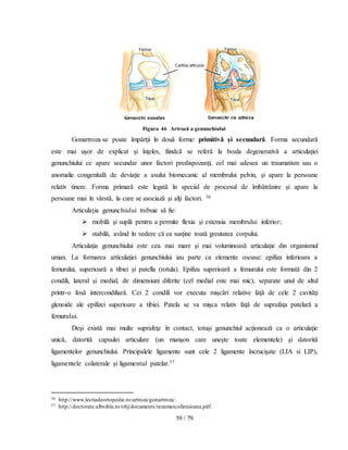 59 / 79
Figura 46 Artroză a genunchiului
Gonartroza se poate împărţii în două forme: primitivă şi secundară. Forma secundară
este mai uşor de explicat şi înţeles, fiindcă se referă la boala degenerativă a articulaţiei
genunchiului ce apare secundar unor factori predispozanţi, cel mai adesea un traumatism sau o
anomalie congenitală de deviaţie a axului biomecanic al membrului pelvin, şi apare la persoane
relativ tinere. Forma primară este legată în special de procesul de îmbătrânire şi apare la
persoane mai în vârstă, la care se asociază şi alţi factori. 56
Articulaţia genunchiului trebuie să fie:
 mobilă şi suplă pentru a permite flexia şi extensia membrului inferior;
 stabilă, având în vedere că ea susţine toată greutatea corpului.
Articulaţia genunchiului este cea mai mare şi mai voluminoasă articulaţie din organismul
uman. La formarea articulaţiei genunchiului iau parte ca elemente osoase: epifiza inferioara a
femurului, superioară a tibiei şi patella (rotula). Epifiza superioară a femurului este formată din 2
condili, lateral şi medial, de dimensiuni diferite (cel medial este mai mic), separate unul de altul
printr-o fosă intercondiliară. Cei 2 condili vor executa mişcări relative faţă de cele 2 cavităţi
glenoide ale epifizei superioare a tibiei. Patela se va mişca relativ faţă de suprafaţa patelară a
femurului.
Deşi există mai multe suprafeţe în contact, totuşi genunchiul acţionează ca o articulaţie
unică, datorită capsulei articulare (un manşon care uneşte toate elementele) şi datorită
ligamentelor genunchiului. Principalele ligamente sunt cele 2 ligamente încrucişate (LIA si LIP),
ligamentele colaterale şi ligamentul patelar.57
56 http://www.lectiadeortopedie.ro/artroza/gonartroza/.
57 http://doctorate.ulbsibiu.ro/obj/documents/rezumatcofaruioana.pdf.
 