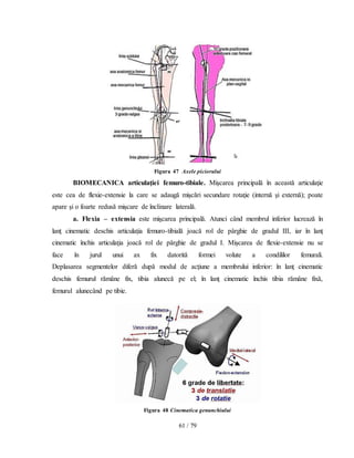 61 / 79
Figura 47 Axele piciorului
BIOMECANICA articulaţiei femuro-tibiale. Mişcarea principală în această articulaţie
este cea de flexie-extensie la care se adaugă mişcări secundare rotaţie (internă şi externă); poate
apare şi o foarte redusă mişcare de înclinare laterală.
a. Flexia – extensia este mişcarea principală. Atunci când membrul inferior lucrează în
lanţ cinematic deschis articulaţia femuro-tibială joacă rol de pârghie de gradul III, iar în lanţ
cinematic închis articulaţia joacă rol de pârghie de gradul I. Mişcarea de flexie-extensie nu se
face în jurul unui ax fix datorită formei volute a condililor femurali.
Deplasarea segmentelor diferă după modul de acţiune a membrului inferior: în lanţ cinematic
deschis femurul rămâne fix, tibia alunecă pe el; în lanţ cinematic închis tibia rămâne fixă,
femurul alunecând pe tibie.
Figura 48 Cinematica genunchiului
 
