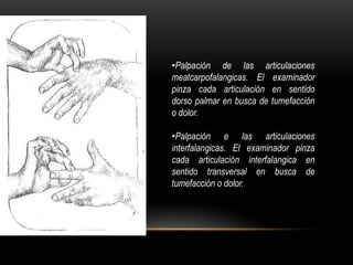 •Palpación de las articulaciones
meatcarpofalangicas. El examinador
pinza cada articulación en sentido
dorso palmar en busca de tumefacción
o dolor.

•Palpación e las articulaciones
interfalangicas. El examinador pinza
cada articulación interfalangica en
sentido transversal en busca de
tumefacción o dolor.
 