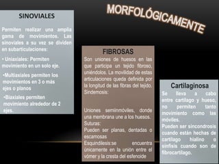 SINOVIALES
Permiten realizar una amplia
gama de movimientos. Las
sinoviales a su vez se dividen
en subarticulaciones:
                                           FIBROSAS
• Uniaxiales: Permiten           Son uniones de huesos en las
movimiento en un solo eje.       que participa un tejido fibroso,
                                 uniéndolos. La movilidad de estas
•Multiaxiales permiten los
                                 articulaciones queda definida por
movimientos en 3 o más
ejes o planos
                                 la longitud de las fibras del tejido.       Cartilaginosa
                                 Sindemosis:                             Se     lleva    a     cabo
•Biaxiales permiten
                                                                         entre cartílago y hueso,
movimiento alrededor de 2
                                                                         no      permiten      tanto
ejes.                            Uniones semiinmóviles, donde
                                                                         movimiento como las
                                 una membrana une a los huesos.
                                                                         móviles.
                                 Suturas:
                                                                         Pueden ser sincondrosis
                                 Pueden ser planas, dentadas o
                                                                         cuando están hechas de
                                 escamosas
                                                                         cartílago     hialino     o
                                 Esquindilesis:se        encuentra
                                                                         sínfisis cuando son de
                                 únicamente en la unión entre el
                                                                         fibrocartílago.
                                 vómer y la cresta del esfenoide
 