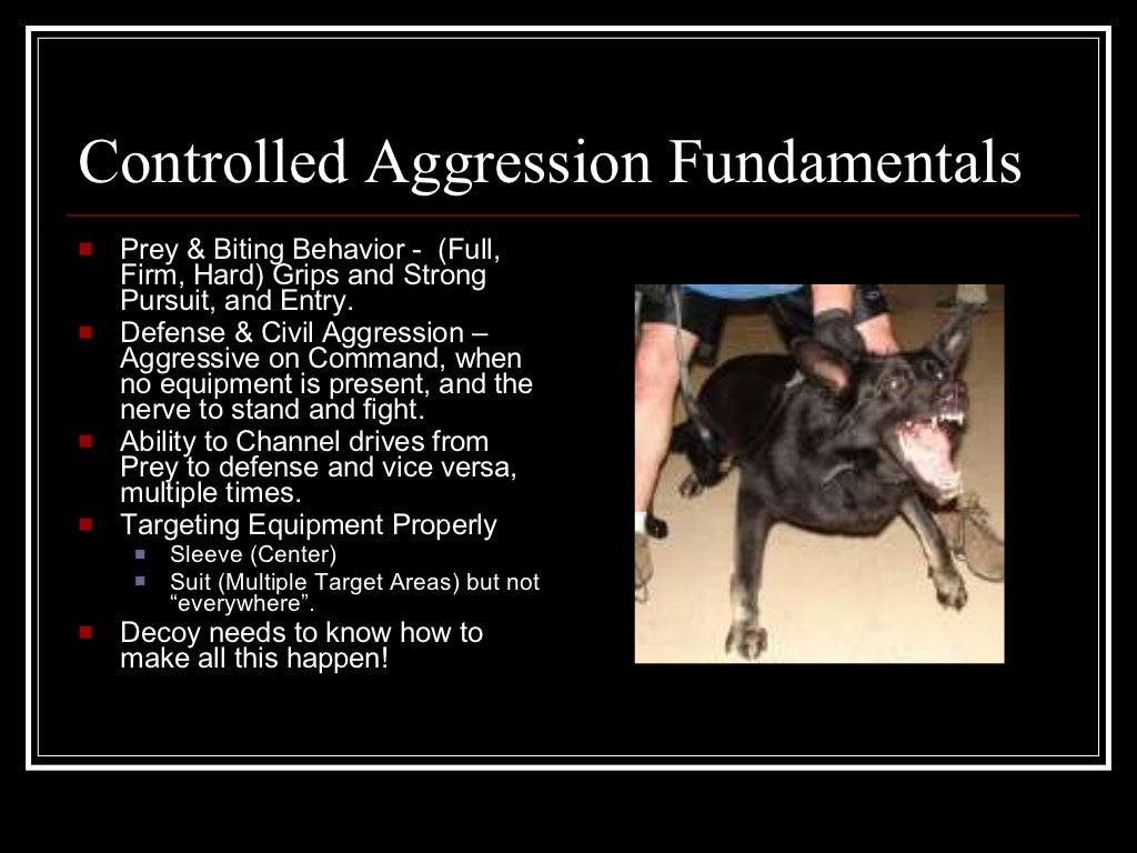 Police K9 Decoy School Presentation