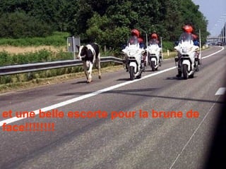 et une belle escorte pour la brune de face!!!!!!!!  