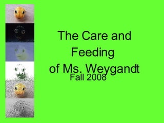 The Care and Feeding  of Ms. Weygandt Fall 2008 