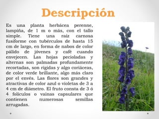 Es una planta herbácea perenne,
lampiña, de 1 m o más, con el tallo
simple. Tiene una raíz carnosa
fusiforme con tubérculos de hasta 15
cm de largo, en forma de nabos de color
pálido de jóvenes y café cuando
envejecen. Las hojas pecioladas y
alternas son palmadas profundamente
recortadas, son rígidas y algo coriáceas,
de color verde brillante, algo más claro
por el envés. Las flores son grandes y
atractivas de color azul o violetas de 3 a
4 cm de diámetro. El fruto consta de 3 ó
4 folículos o vainas capsulares que
contienen numerosas semillas
arrugadas.
 