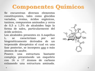 Se encuentran diversos elementos
constituyentes, tales como glúcidos
variados, resina, ácidos orgánicos,
taninos, compuestos aminados y cerca
de 0,5 a 1,5% de alcaloides bajo la
forma de sales, particularmente del
ácido acónico.
Los alcaloides presentes en A.napellus
L. se caracterizan por ser
biogenéticamente derivados de un
terpenoide diterpénico el cual en una
fase posterior, se incorpora uno o más
átomos de azufre.
Poseen una estructura bastante
compleja presentando un esqueleto
con 16 o 17 átomos de carbono
enlazando una estructura aminada.
 