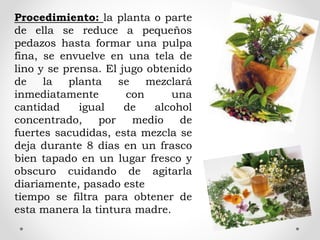 Procedimiento: la planta o parte
de ella se reduce a pequeños
pedazos hasta formar una pulpa
fina, se envuelve en una tela de
lino y se prensa. El jugo obtenido
de la planta se mezclará
inmediatamente con una
cantidad igual de alcohol
concentrado, por medio de
fuertes sacudidas, esta mezcla se
deja durante 8 días en un frasco
bien tapado en un lugar fresco y
obscuro cuidando de agitarla
diariamente, pasado este
tiempo se filtra para obtener de
esta manera la tintura madre.
 