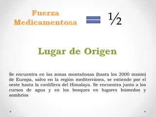 ½
Se encuentra en las zonas montañosas (hasta los 2000 msnm)
de Europa, salvo en la región mediterránea, se extiende por el
oeste hasta la cordillera del Himalaya. Se encuentra junto a los
cursos de agua y en los bosques en lugares húmedos y
sombríos
 