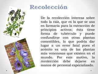 De la recolección interesa sobre
todo la raíz, que es la que se usa
en farmacia para la extracción de
principios activos; ésta tiene
forma de tubérculo y puede
confundirse con otras plantas
comestibles, lo que podría dar
lugar a un error fatal pues el
acónito es una de las plantas
más venenosas que existen en el
mundo. Por este motivo, la
recolección debe dejarse en
manos de personal especializado.
 