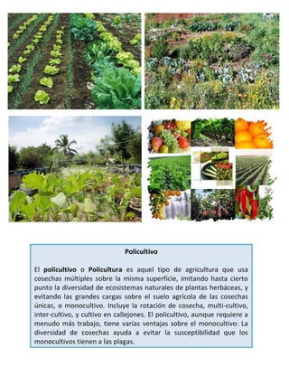 Policultivo PDF