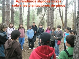 Aprendimos algunas cosas sobre las plantaciones de pinos 