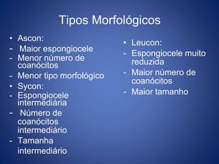 Tipos Morfológicos
• Ascon:
- Maior espongiocele
- Menor número de
coanócitos
- Menor tipo morfológico
• Sycon:
- Espongiocele
intermediária
- Número de
coanócitos
intermediário
- Tamanha
intermediário
• Leucon:
- Espongiocele muito
reduzida
- Maior número de
coanócitos
- Maior tamanho
 