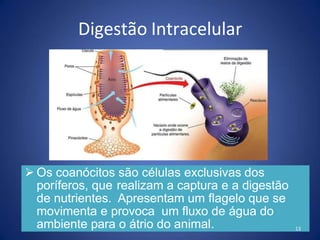 Digestão Intracelular
 Os coanócitos são células exclusivas dos
poríferos, que realizam a captura e a digestão
de nutrientes. Apresentam um flagelo que se
movimenta e provoca um fluxo de água do
ambiente para o átrio do animal. 13
 