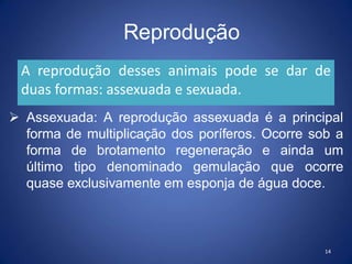 Reprodução
14
A reprodução desses animais pode se dar de
duas formas: assexuada e sexuada.
 Assexuada: A reprodução assexuada é a principal
forma de multiplicação dos poríferos. Ocorre sob a
forma de brotamento regeneração e ainda um
último tipo denominado gemulação que ocorre
quase exclusivamente em esponja de água doce.
 