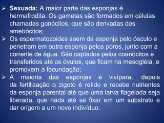  Sexuada: A maior parte das esponjas é
hermafrodita. Os gametas são formados em células
chamadas gonócitos, que são derivadas dos
amebócitos;
 Os espermatozoides saem da esponja pelo ósculo e
penetram em outra esponja pelos poros, junto com a
corrente de água. São captados pelos coanócitos e
transferidos até os óvulos, que ficam na mesogléia, e
promovem a fecundação;
 A maioria das esponjas é vivípara, depois
da fertilização o zigoto é retido e recebe nutrientes
da esponja parental até que uma larva flagelada seja
liberada, que nada até se fixar em um substrato e
dar origem a um novo indivíduo.
 