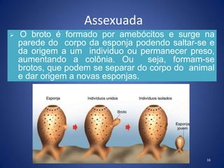 Assexuada
 O broto é formado por amebócitos e surge na
parede do corpo da esponja podendo saltar-se e
da origem a um individuo ou permanecer preso,
aumentando a colônia. Ou seja, formam-se
brotos, que podem se separar do corpo do animal
e dar origem a novas esponjas.
16
 