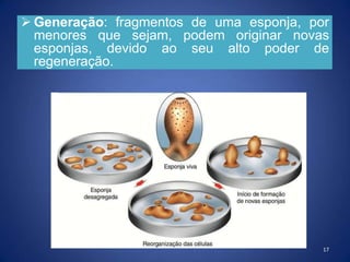  Generação: fragmentos de uma esponja, por
menores que sejam, podem originar novas
esponjas, devido ao seu alto poder de
regeneração.
17
 
