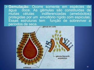  Gemulação: Ocorre somente em espécies de
água doce. As gêmulas são constituídas de
muitas células indiferenciadas (amebócitos)
protegidas por um envoltório rígido com espiculas.
Essas estruturas tem função de sobreviver a
períodos de seca.
18
 