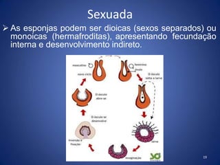 Sexuada
 As esponjas podem ser dioicas (sexos separados) ou
monoicas (hermafroditas), apresentando fecundação
interna e desenvolvimento indireto.
19
 
