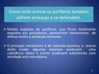 Como todo animal os poríferos também
sofrem ameaças e se defendem.
21
 Muitas espécies de poríferos, que ficam totalmente
expostos aos predadores, apresentam mecanismos de
defesa contra a predação excessiva.
 O principal mecanismo é de natureza química, e ocorre
deste modo: algumas esponjas produzem uma
substância tóxica e outras produzem substâncias com
atividade anti-microbiana.
 
