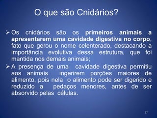 O que são Cnidários?
27
 Os cnidários são os primeiros animais a
apresentarem uma cavidade digestiva no corpo,
fato que gerou o nome celenterado, destacando a
importância evolutiva dessa estrutura, que foi
mantida nos demais animais;
 A presença de uma cavidade digestiva permitiu
aos animais ingerirem porções maiores de
alimento, pois nela o alimento pode ser digerido e
reduzido a pedaços menores, antes de ser
absorvido pelas células.
 